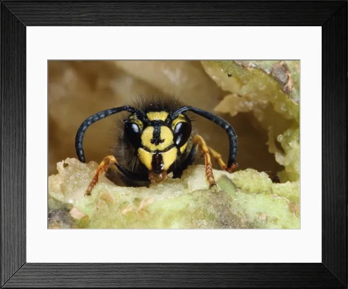 Framed Print : Common Wasp PPG 580 Vespula vulgaris © Pascal Goetgheluck / ardea. com Framed Print : Common Wasp PPG 580 Vespula vulgaris © Pascal Goetgheluck / ardea. com