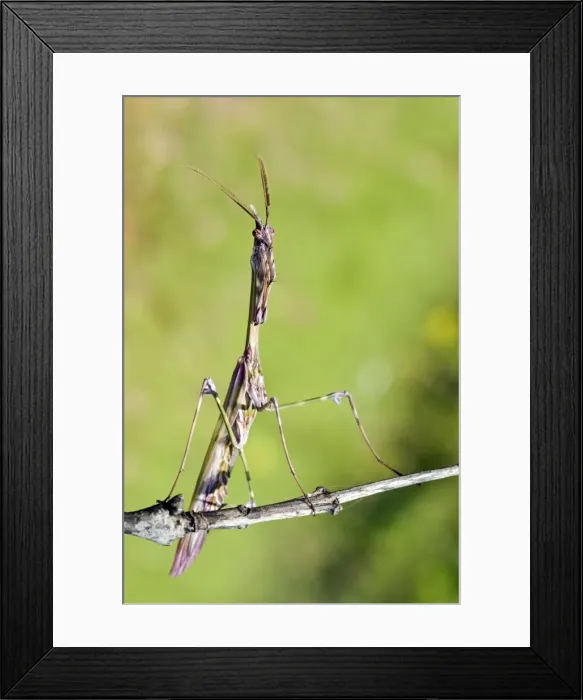 Framed Print : Cone-head Mantis - male - Tuscany -Italy Framed Print : Cone-head Mantis - male - Tuscany -Italy