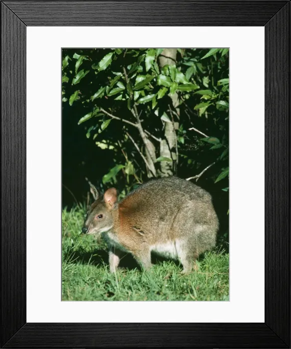 Framed Print : Red-necked Pademelon JPF 6854 Rainforest, Lamington National Park Queensland, Australia. Thylogale thetis © Jean-Paul Ferrero / ardea. com Framed Print : Red-necked Pademelon JPF 6854 Rainforest, Lamington National Park Queensland, Australia. Thylogale thetis © Jean-Paul Ferrero / ardea. com