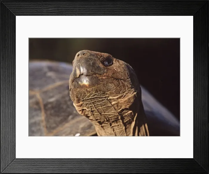 Framed Print : Galapagos Giant Tortoise - Alcedo Volcano, Isabela Island, Galapagos AU-710 Framed Print : Galapagos Giant Tortoise - Alcedo Volcano, Isabela Island, Galapagos AU-710