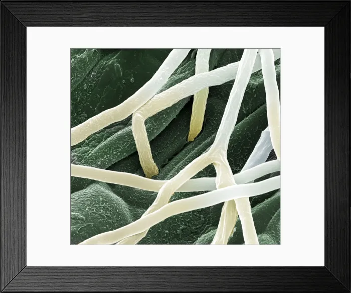 Framed Print : Scanning Electron Micrograph (SEM): Fusarium, Magnification x 7, 000 (A4 size: 29. 7 cm width) Framed Print : Scanning Electron Micrograph (SEM): Fusarium, Magnification x 7, 000 (A4 size: 29. 7 cm width)