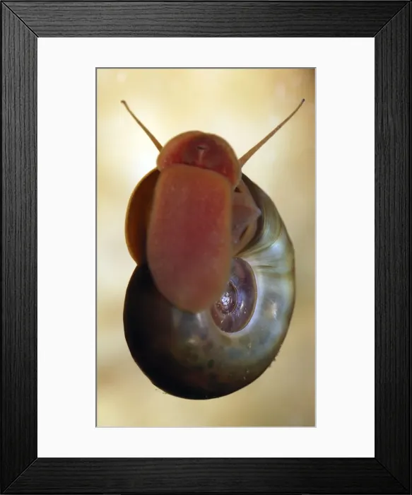 Framed Print : Ramshorn Pond Snail - crawling up the glass of an aquarium licking up algae Framed Print : Ramshorn Pond Snail - crawling up the glass of an aquarium licking up algae