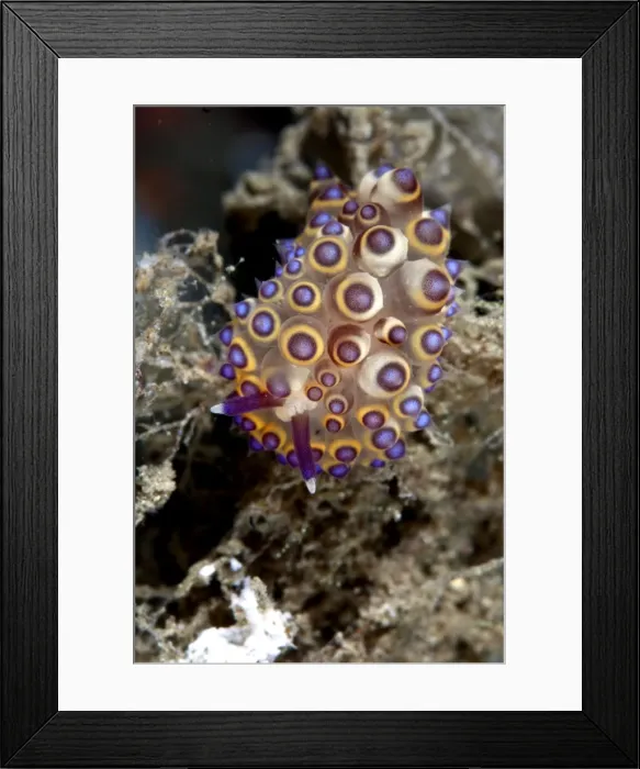 Framed Print : Nudibranch - Indonesia Framed Print : Nudibranch - Indonesia