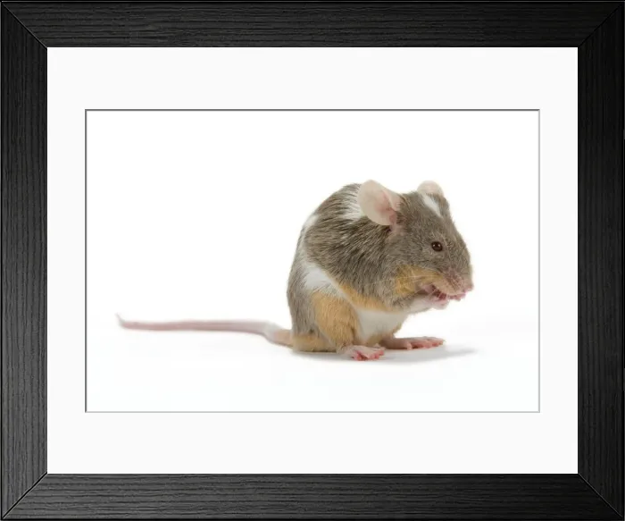 Framed Print : Pet Mouse - in studio Framed Print : Pet Mouse - in studio