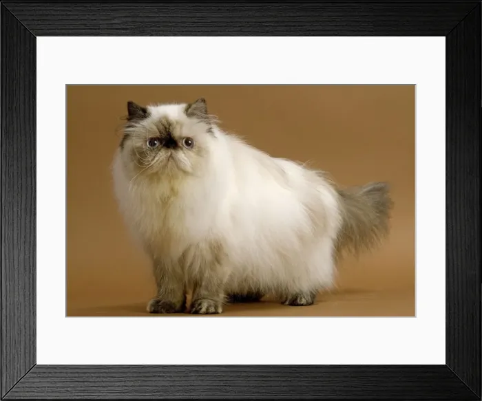 Framed Print : Cat - Persian colourpoint seal tortie Framed Print : Cat - Persian colourpoint seal tortie