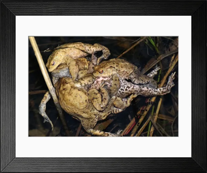 Framed Print : ball of Common Toad - amplexus - Switzerland Framed Print : ball of Common Toad - amplexus - Switzerland