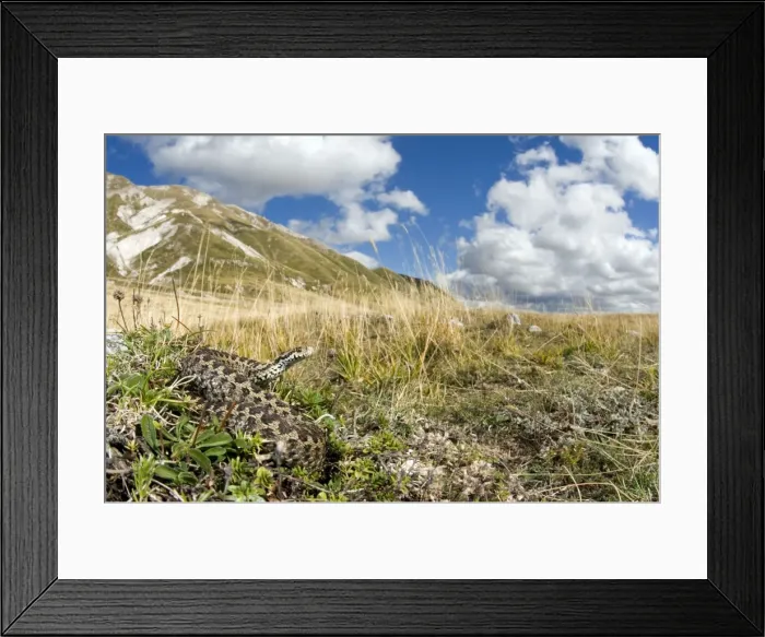 Framed Print : Ursini's viper - male in apennines habitat - Abruzzo - Italy Framed Print : Ursini's viper - male in apennines habitat - Abruzzo - Italy