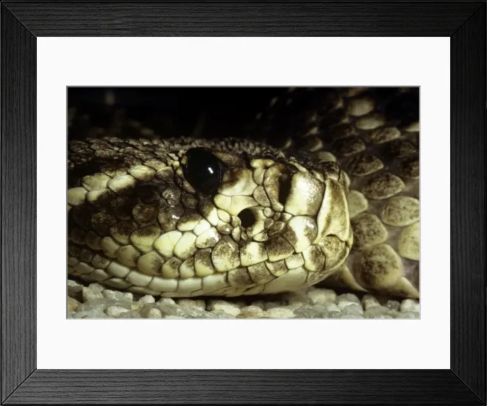 Framed Print : Eastern Diamondback Rattlesnake - heat sensory pit Framed Print : Eastern Diamondback Rattlesnake - heat sensory pit