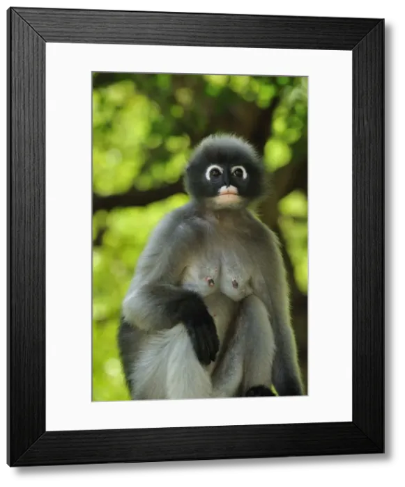 Framed Print : Dusky Leaf Monkey / Spectacled Langur / Spectacled Leaf Monkey - Khao Sam Roi Yot National Park - Thailand Framed Print : Dusky Leaf Monkey / Spectacled Langur / Spectacled Leaf Monkey - Khao Sam Roi Yot National Park - Thailand