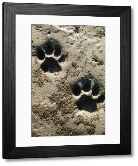 Framed Print : Bengal Tiger MI 889 Pug marks, Nepal. Panthera Tigris © Masahiro Iijima / ardea. com Framed Print : Bengal Tiger MI 889 Pug marks, Nepal. Panthera Tigris © Masahiro Iijima / ardea. com