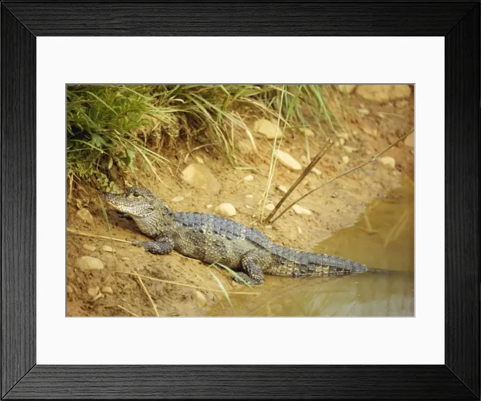 Framed Print : Chinese Alligator NG 87 3 - 5 year old Alligator sinensis © Nick Gordon / ardea. com Framed Print : Chinese Alligator NG 87 3 - 5 year old Alligator sinensis © Nick Gordon / ardea. com