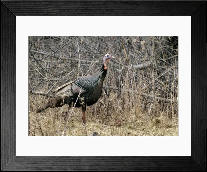 Framed Print : Wild Turkey Framed Print : Wild Turkey