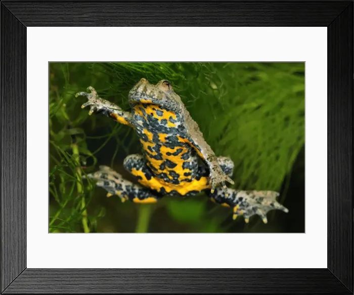 Framed Print : Yellow-bellied Toad - Switzerland Framed Print : Yellow-bellied Toad - Switzerland