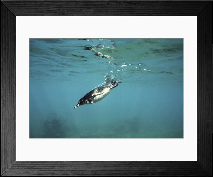 Framed Print : Galapagos Penguin - swimming underwater - Bartholemew Island AU-793 Framed Print : Galapagos Penguin - swimming underwater - Bartholemew Island AU-793