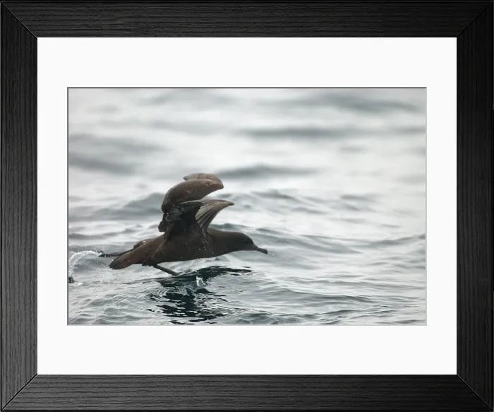 Framed Print : Sooty Shearwater RES 269 Puffinus griseus © George Reszeter / ardea. com Framed Print : Sooty Shearwater RES 269 Puffinus griseus © George Reszeter / ardea. com
