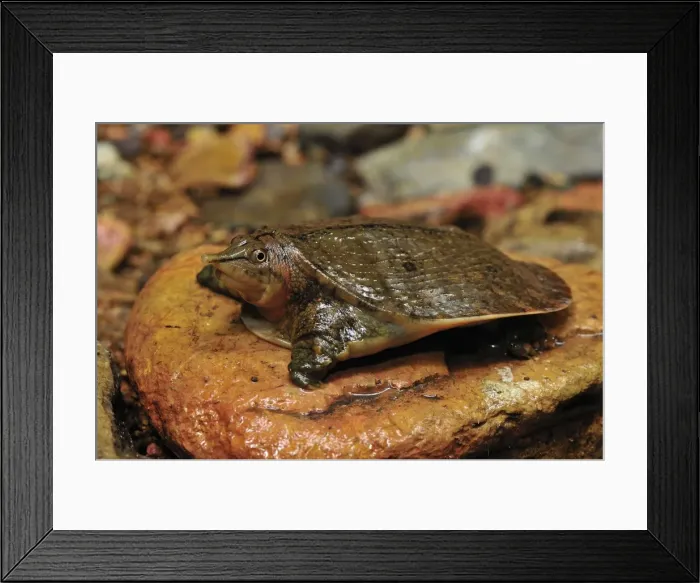Framed Print : Malayan Soft-shelled Turtle - Gunung Leuser National Park - Northern Sumatra - Indonesia Framed Print : Malayan Soft-shelled Turtle - Gunung Leuser National Park - Northern Sumatra - Indonesia