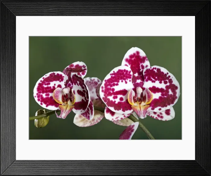 Framed Print : Orchid - Phalaenopsis Elegant Julia Orchid - Asia Framed Print : Orchid - Phalaenopsis Elegant Julia Orchid - Asia