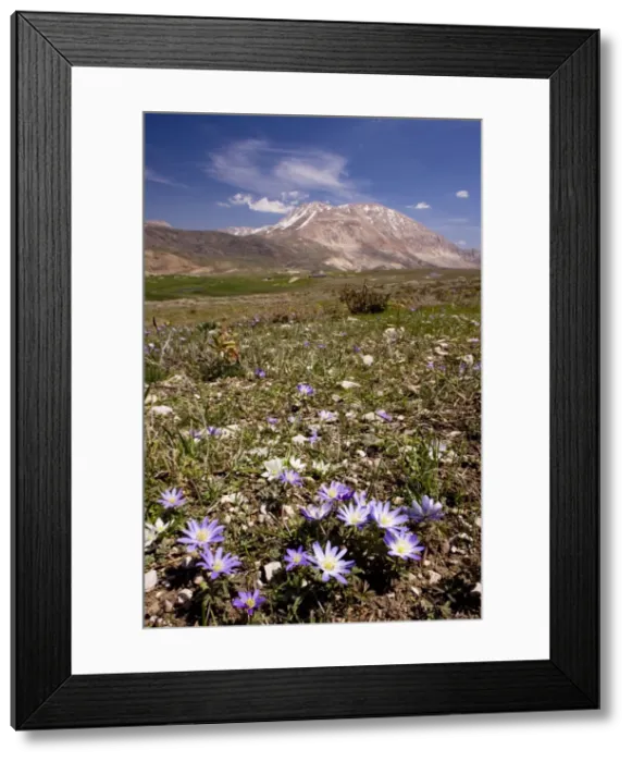 Framed Print : An anemone - Anemone blanda - near the snow-line in the Bey Dagi Mountains - south Turkey Framed Print : An anemone - Anemone blanda - near the snow-line in the Bey Dagi Mountains - south Turkey