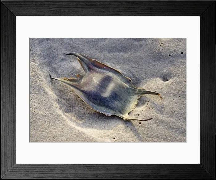 Framed Print : Thornback Ray - ray eggcase on the beach - Belgium Framed Print : Thornback Ray - ray eggcase on the beach - Belgium