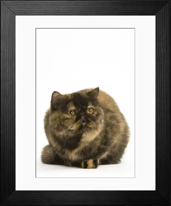 Framed Print : Cat - Exotic Short hair Tortoiseshell Framed Print : Cat - Exotic Short hair Tortoiseshell
