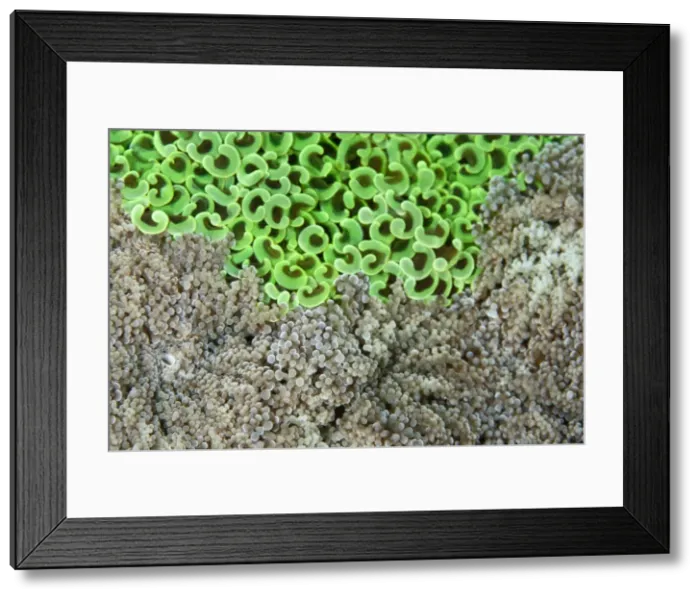 Framed Print : Hammer Coral - with Frogspawn Coral (Euphyllia divisa) - Indonesia Framed Print : Hammer Coral - with Frogspawn Coral (Euphyllia divisa) - Indonesia