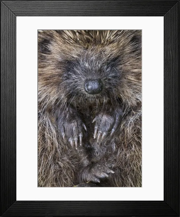 Framed Print : Hedgehog - rolled up Framed Print : Hedgehog - rolled up