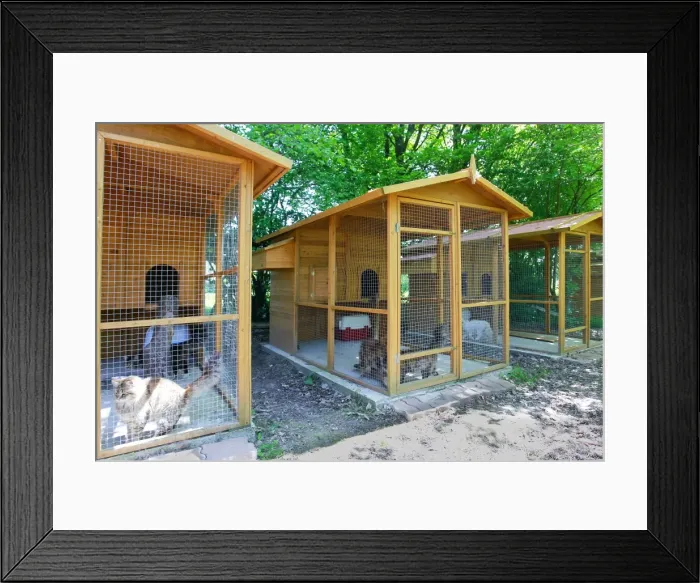 Framed Print : Cattery - with Maine Coon cats Framed Print : Cattery - with Maine Coon cats