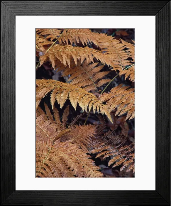 Framed Print : Bracken - Autumn patterns Framed Print : Bracken - Autumn patterns