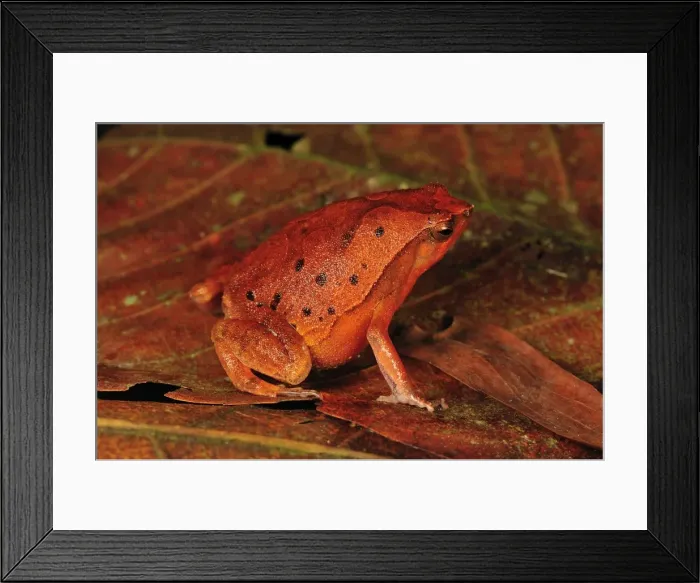 Framed Print : Black-spotted Narrow-Mouthed Frog - Forest Research institute of Malaysia - West Malaysia Framed Print : Black-spotted Narrow-Mouthed Frog - Forest Research institute of Malaysia - West Malaysia
