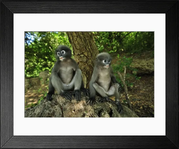Framed Print : Dusky Leaf Monkey  /  Spectacled Langur  /  Spectacled Leaf Monkey - Khao Sam Roi Yot National Park - Thailand