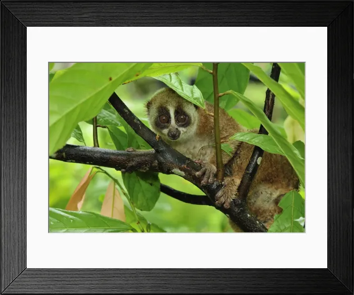 Framed Print : Sunda Slow Loris - Gunung Leuser National Park - Northern Sumatra - Indonesia Framed Print : Sunda Slow Loris - Gunung Leuser National Park - Northern Sumatra - Indonesia