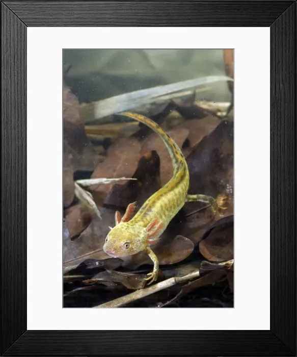 Framed Print : RD-269. RD-270. Italian Crested Newt - Larva in habitat