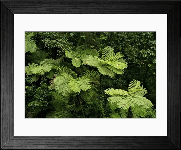 Framed Print : Tree ferns - Tanzania - Africa Framed Print : Tree ferns - Tanzania - Africa