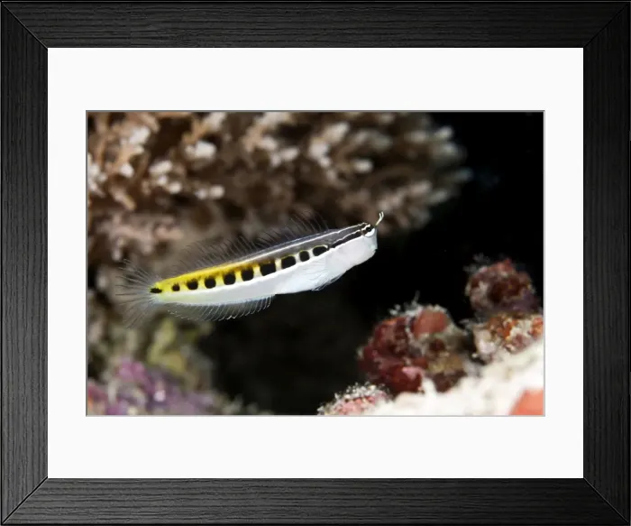 Framed Print : Bath's Comb-tooth / Linear Blenny - Maldives Framed Print : Bath's Comb-tooth / Linear Blenny - Maldives