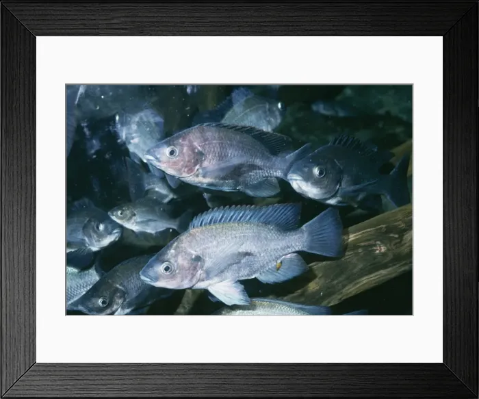 Framed Print : Savory Cichlid PM 7972 Lake Victoria Oreochromis esculentus © Pat Morris / ardea. com Framed Print : Savory Cichlid PM 7972 Lake Victoria Oreochromis esculentus © Pat Morris / ardea. com