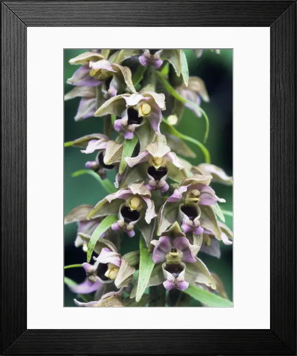 Framed Print : Broad-leaved Helleborine Framed Print : Broad-leaved Helleborine