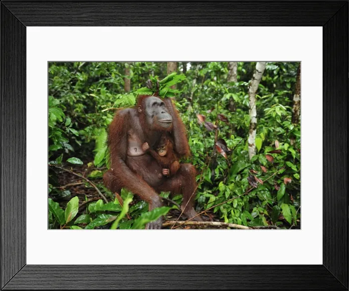 Framed Print : Borneo Orangutan - female with baby - holding leaves over their heads as a roof / umbrella to protect themselves from rain - Camp Leakey - Tanjung Puting National Park - Kalimantan - Borneo - Indonesia Framed Print : Borneo Orangutan - female with baby - holding leaves over their heads as a roof / umbrella to protect themselves from rain - Camp Leakey - Tanjung Puting National Park - Kalimantan - Borneo - Indonesia