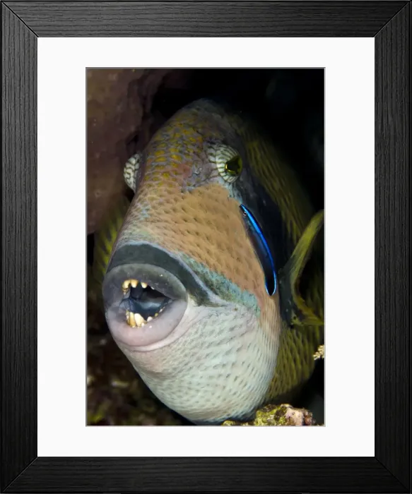 Framed Print : Titan Triggerfish - with Cleaner Wrasse (Labridae sp. ) - Red Sea Framed Print : Titan Triggerfish - with Cleaner Wrasse (Labridae sp. ) - Red Sea