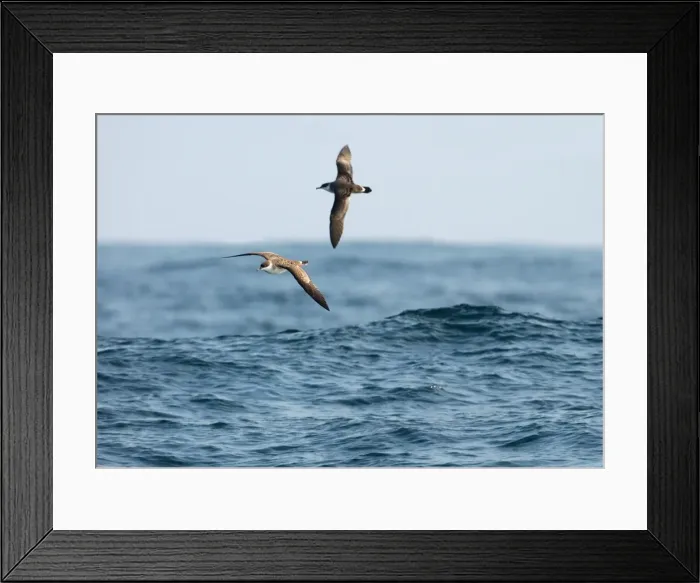 Framed Print : Great Shearwater RES 273 In flight over water Puffinus gravis © George Reszeter / ardea. com Framed Print : Great Shearwater RES 273 In flight over water Puffinus gravis © George Reszeter / ardea. com