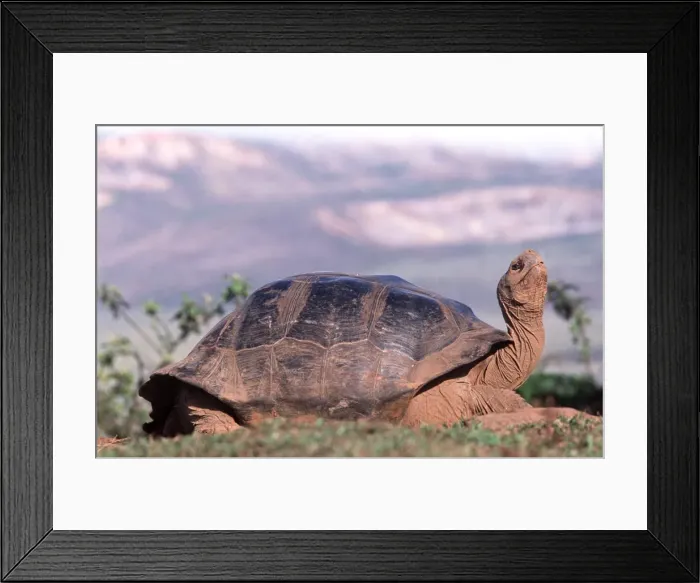 Framed Print : Galapagos Giant Tortoise - in grooming stance - Alcedo Volcano, Isabela Island, Galapagos AU-698 Framed Print : Galapagos Giant Tortoise - in grooming stance - Alcedo Volcano, Isabela Island, Galapagos AU-698