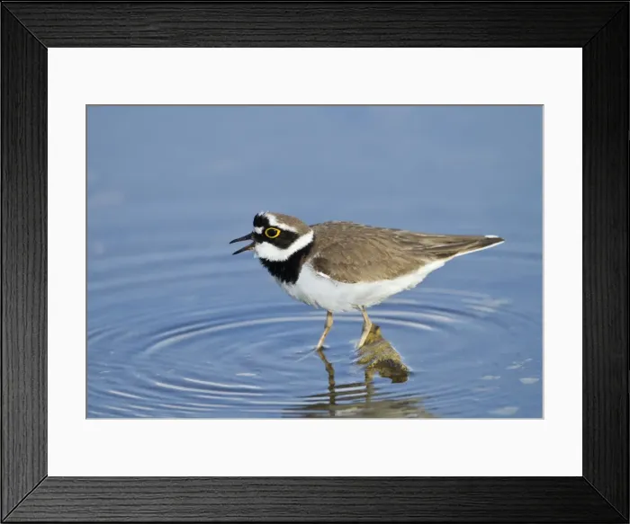 Framed Print : Little-ringed Plover - calling - April - Cyprus Framed Print : Little-ringed Plover - calling - April - Cyprus