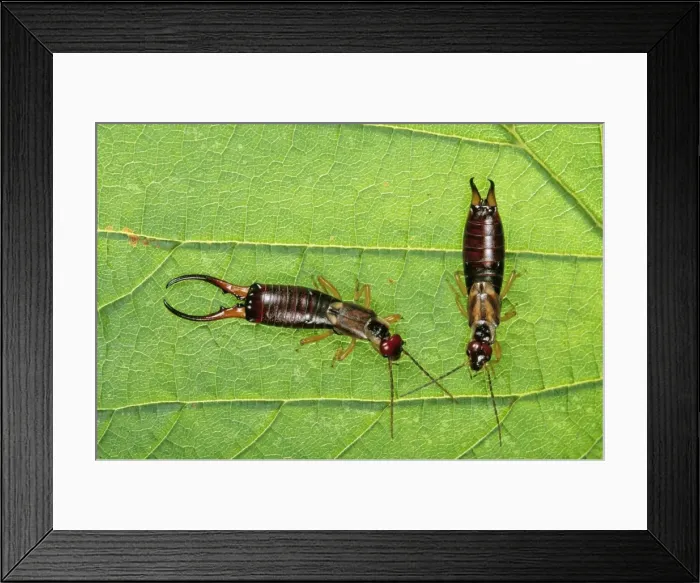 Framed Print : Earwig - couple, male on the left Framed Print : Earwig - couple, male on the left