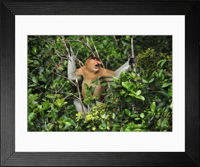Framed Print : Proboscis Monkey - male - Tanjung Puting National Park - Kalimantan - Borneo - Indonesia Framed Print : Proboscis Monkey - male - Tanjung Puting National Park - Kalimantan - Borneo - Indonesia