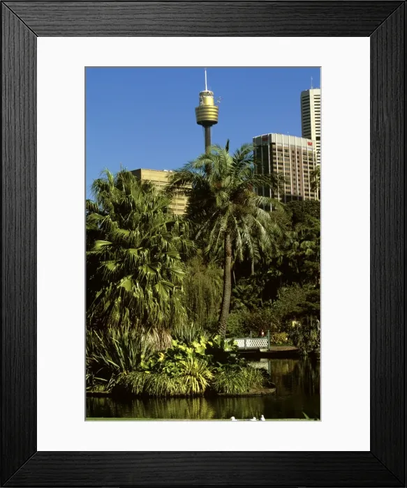Framed Print : Royal Botanic Gardens central ponds with city and Centrepoint Tower beyond, Sydney, New South Wales, Australia JPF50211 Framed Print : Royal Botanic Gardens central ponds with city and Centrepoint Tower beyond, Sydney, New South Wales, Australia JPF50211