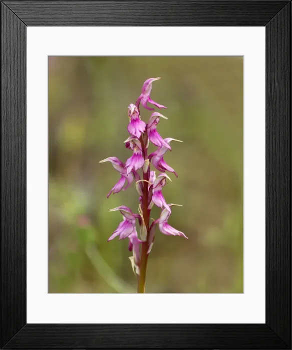 Framed Print : Holy Orchid - Southern Turkey - May Framed Print : Holy Orchid - Southern Turkey - May