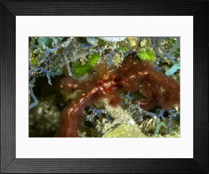 Framed Print : Orang Utan Crab - Indonesia Framed Print : Orang Utan Crab - Indonesia