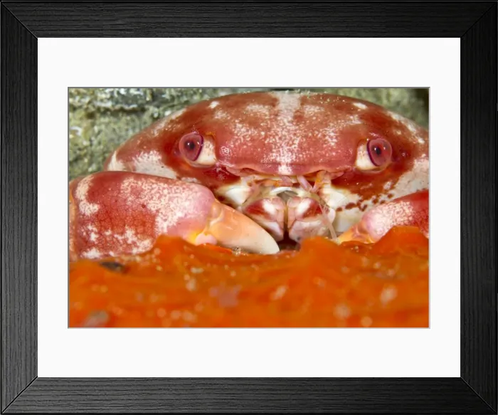 Framed Print : Red Coral Crab - Indonesia Framed Print : Red Coral Crab - Indonesia