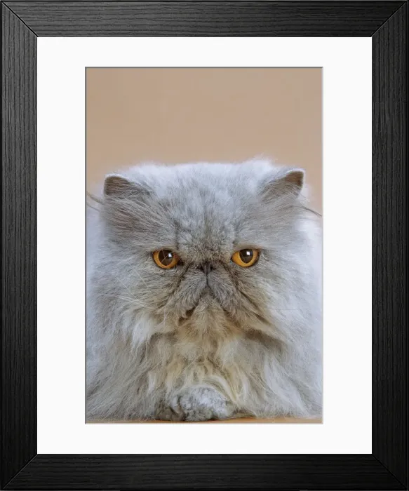 Framed Print : Cat - Persian Blue Framed Print : Cat - Persian Blue