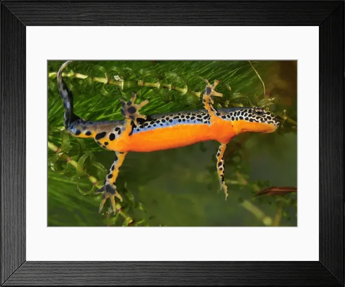Framed Print : Alpine Newt - male - Switzerland Framed Print : Alpine Newt - male - Switzerland