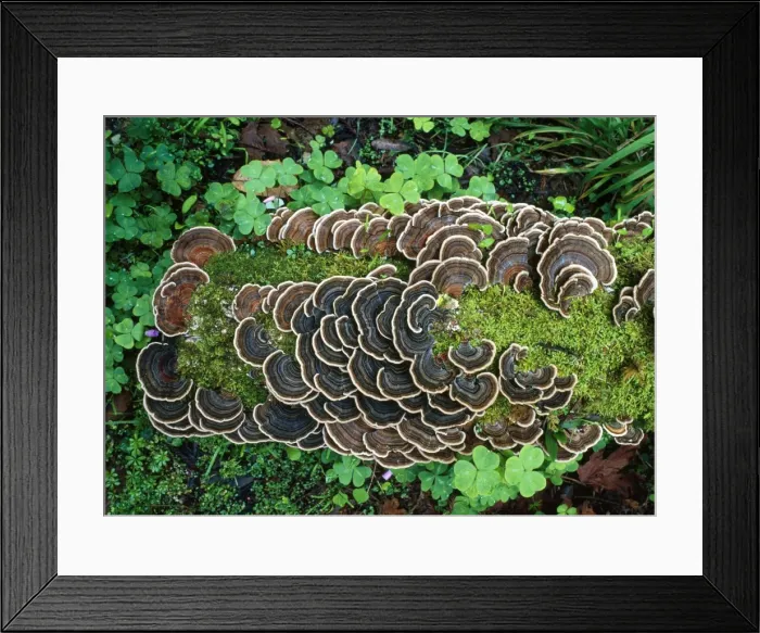 Framed Print : Bracket Fungus - on old log Framed Print : Bracket Fungus - on old log